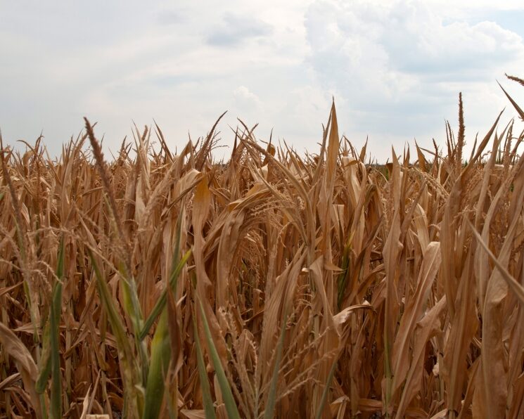 agroinvestor.ru