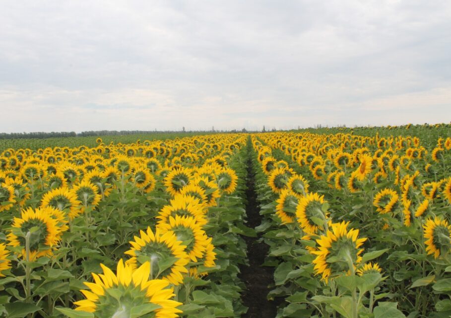 agro.tmbreg.ru