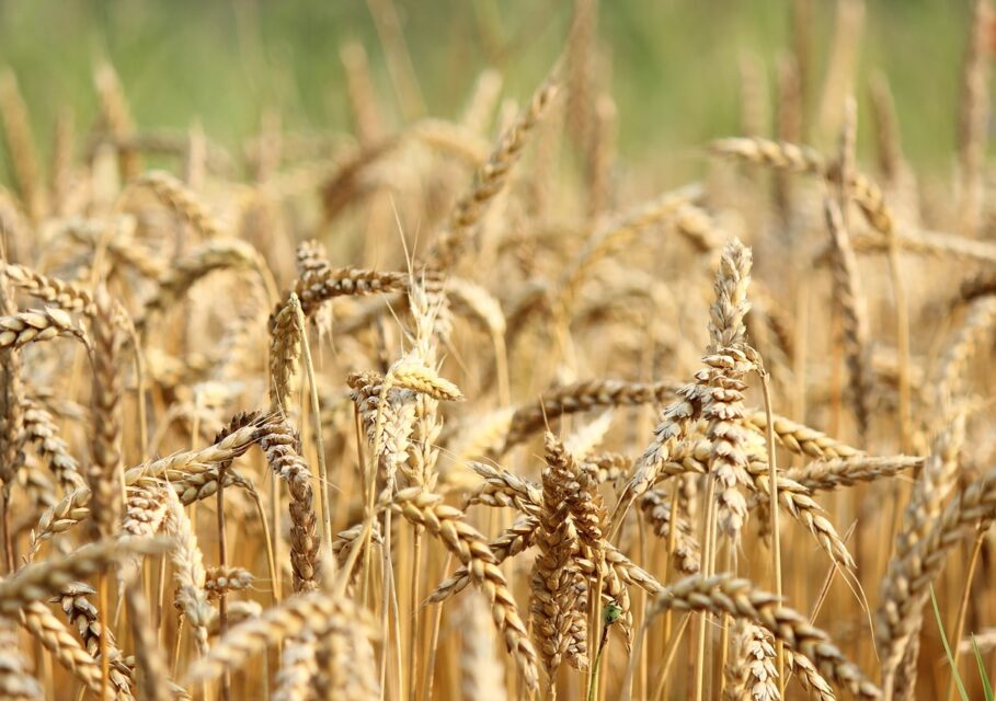 agropraktika.com