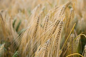 triticale-barley-grwheat-