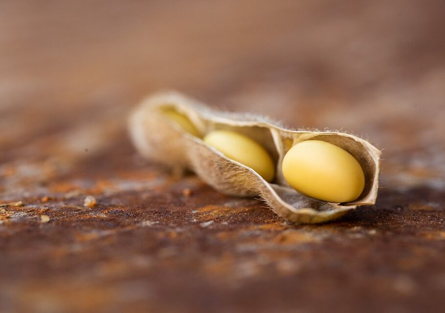 Soybean_Pod_(48754451708)