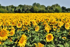 Fields_Sunflowers_