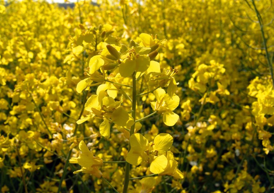 rapeseeds-