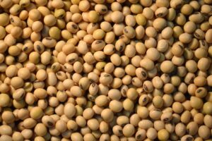 12076_soybeans-small