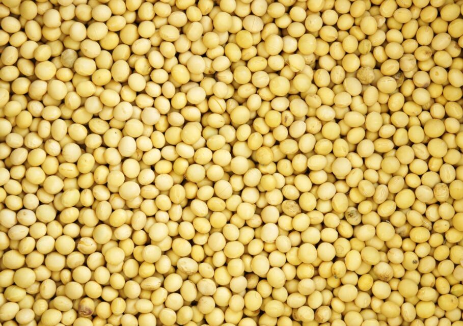 nature-plant-grain-fruit-texture-bean-