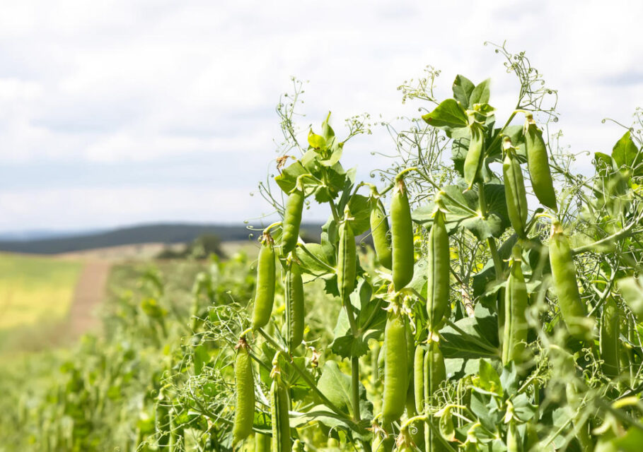 Field with sweet climbing pea