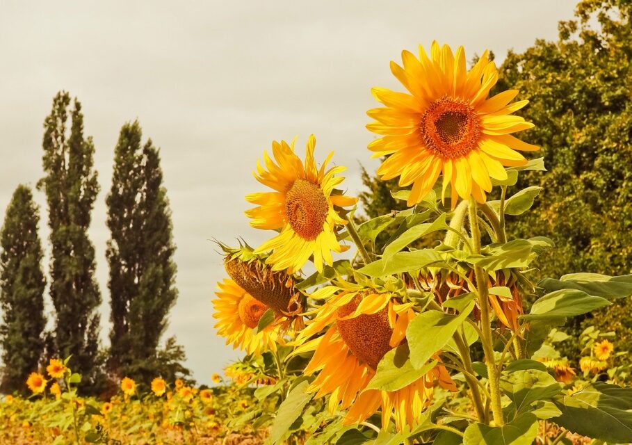 sunflower-3623331_1280