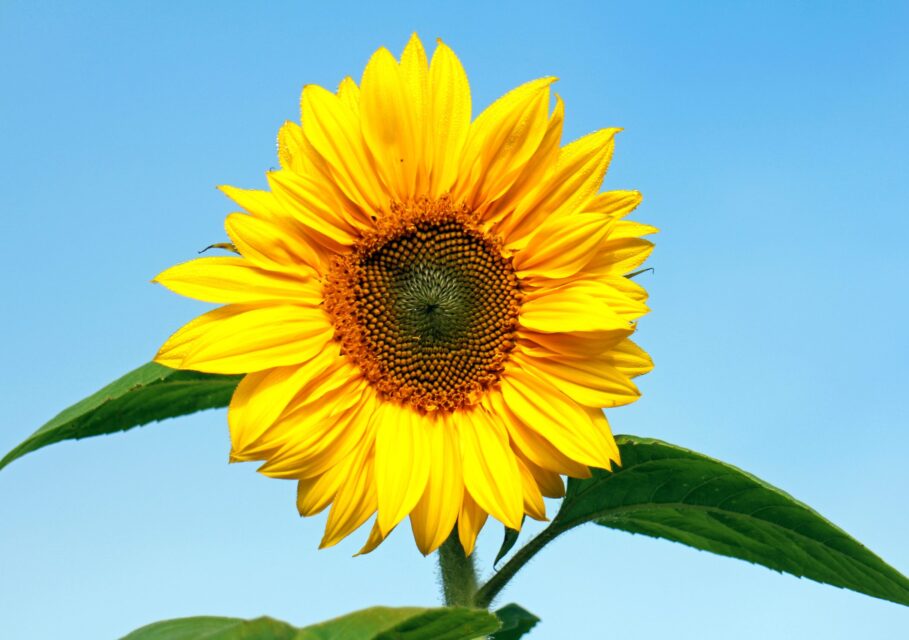 Sunflower on a background of blue sky (Nature and Landscapes) sun flower,yellow,plant,blossom,blue sky