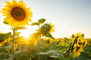 Sunflowers_Fields_502109_3840x2400