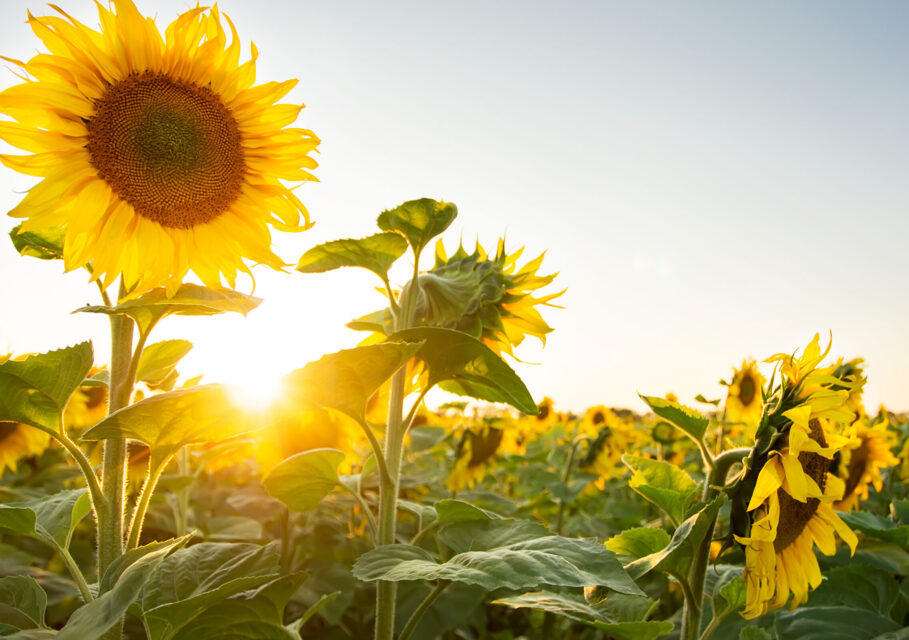 Sunflowers_Fields_502109_3840x2400