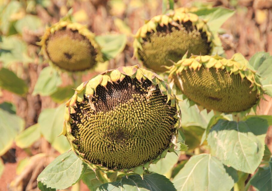plant-flower-food-produce-