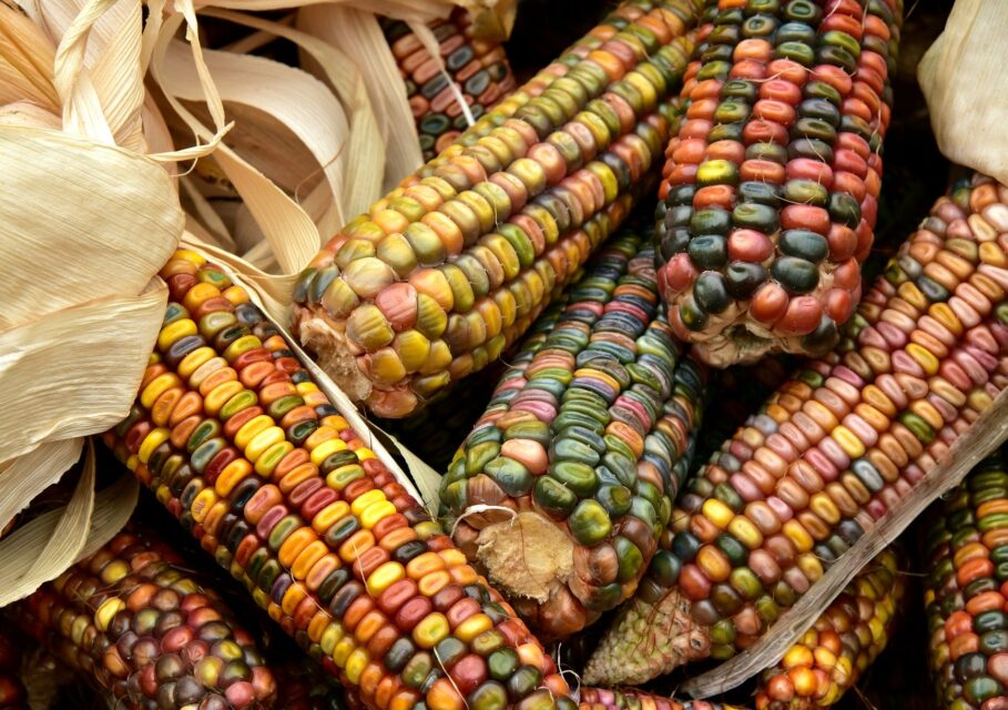 corn-3663086_1920