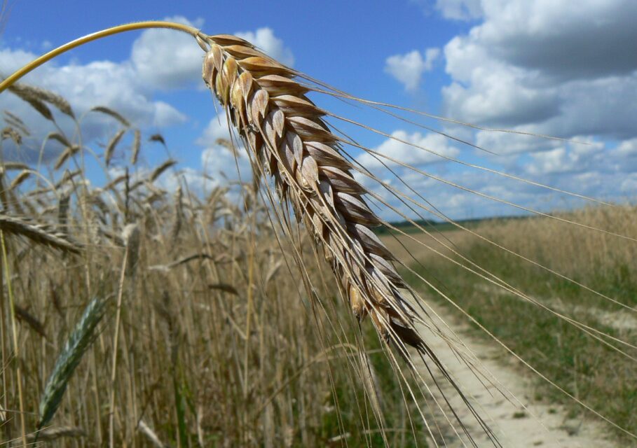 kolos-rozh-tritikale-zerno-nalitoe-zerno-makro-nebo-oblaka-d
