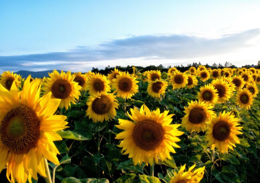 sunflower-63758_1920