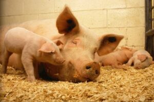 pigs-520896_1920