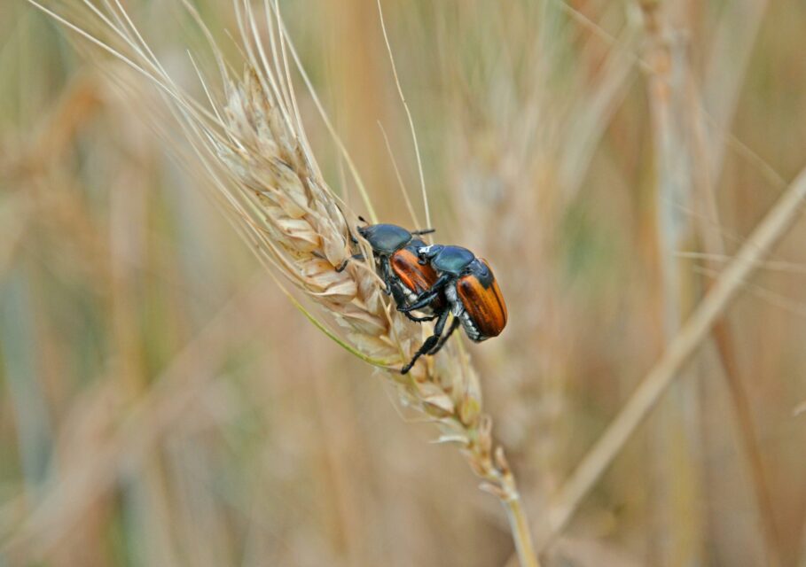nature-grass-field-