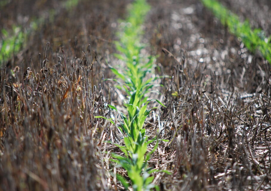 No-Till-planted-into