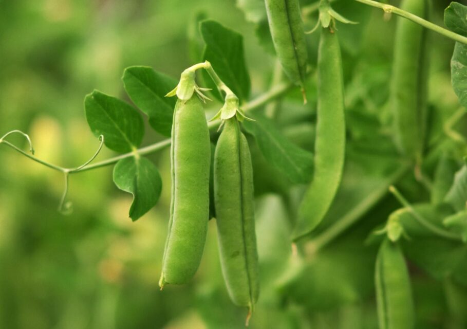 peas_18_29070455
