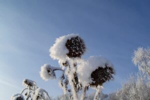 sun-flower-withered-frozen-plant