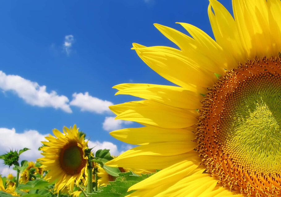 sunflowers-