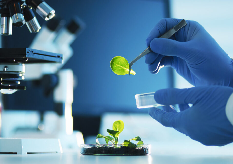 A scientist examining parts of a plant