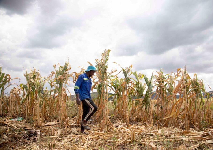Zimbabwe-farmer_Alamy_2WY0N92-2-1400x966