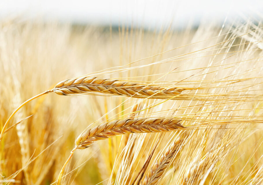 shutterstock_1149738677