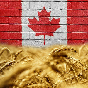 Kanada_wheat