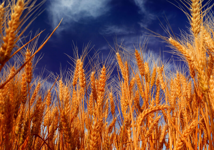 Sky_Closeup_Ear_botany_501921_3840x2400
