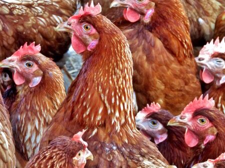 hen-