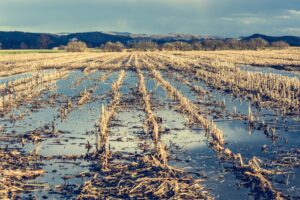 Flooded corn field after the harvest with clouds reflecting in the still water