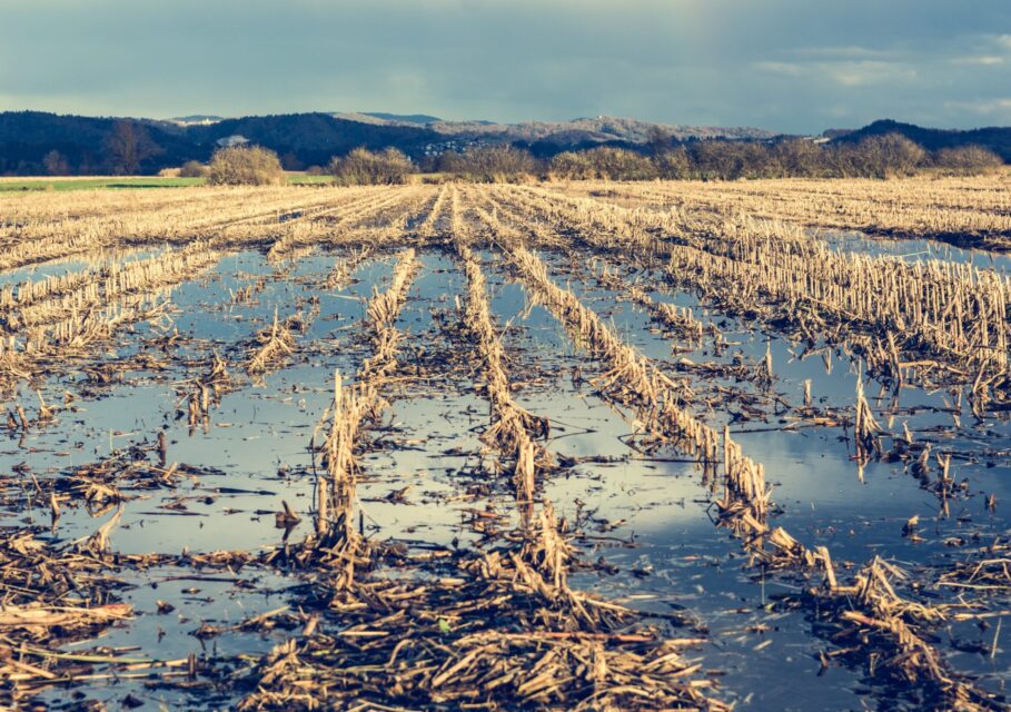 Flooded corn field after the harvest with clouds reflecting in the still water