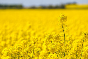 Yellow field