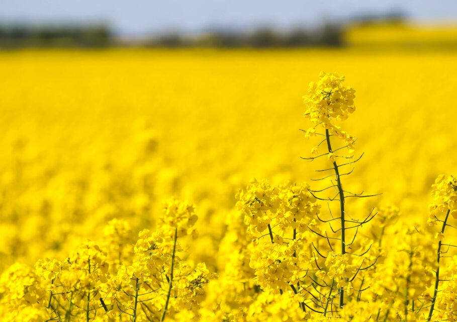 Yellow field