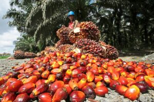 DO NOT RE-USE, STRICTLY FOR PALM PORTRAITS PHOTOGRAPHY CONTEST. Image provided by the Malaysian Palm Oil Council. 
Bountiful Harvest, Nature’s Pride: A bountiful harvest of oil palm fruits, nature’s pride. Photo by Chow Kok Cheng