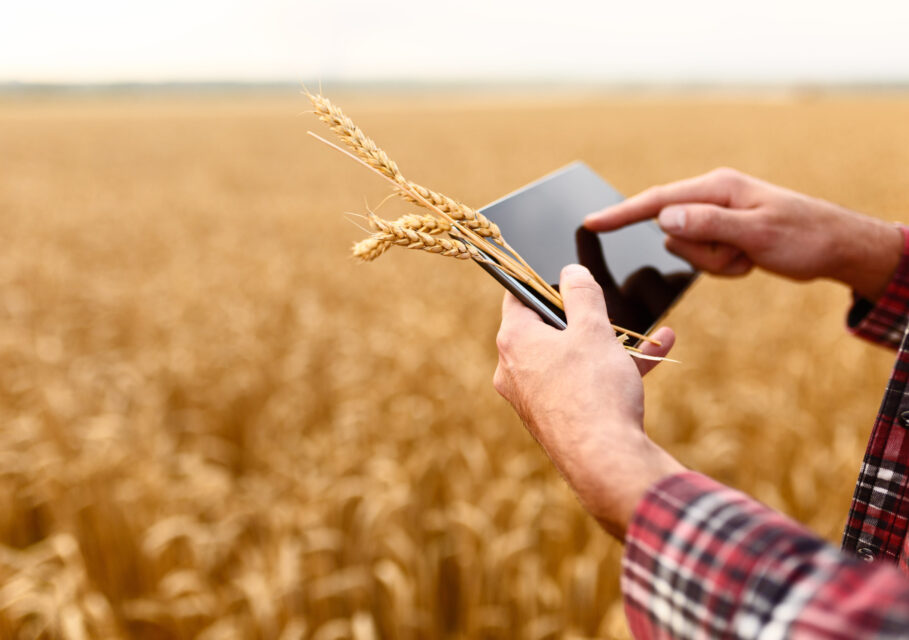 Smart farming, using modern technologies in agriculture. Female agronomist farmer with digital tablet computer in wheat field using apps and internet in agricultural production, selective focus