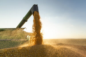 Grain auger of combine pouring soy bean into tractor trailer