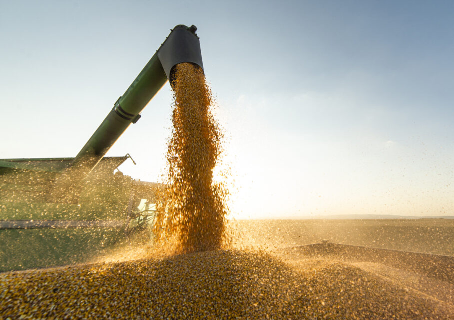 Grain auger of combine pouring soy bean into tractor trailer