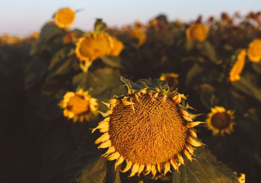 WhimsySoul-sunflowers-9-1024x683