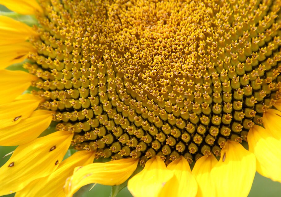 nature-plant-field-flower-petal-bloom-pollen-natural-botany-blooming-yellow-flora-sunflower-close-up-seeds-beautiful-vegetarian-food-macro-photography-flowering-plant-daisy-family-asterales-sunflower-se