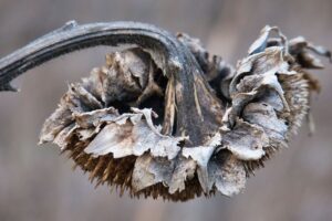 sunflower-dry-faded-withered