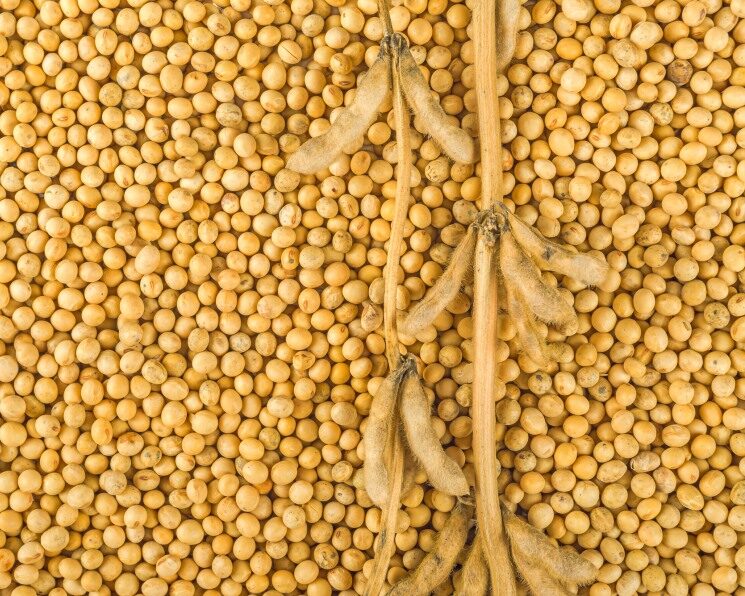 Soybean plant, pods and beans harvested from cultivated field, top view from above.