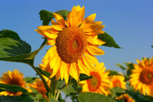 Field of blooming sunflowers on a background of blue sky.