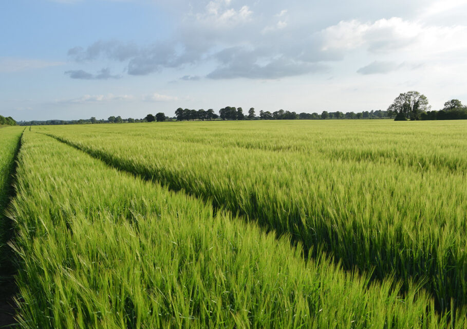 Creating-an-enabling-environment-for-responsible-investment-in-agriculture-and-food-systems