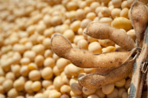 Soybean Harvest