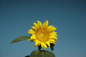 nature-plant-sky-field-sunlight-leaf-seed-flower-petal-botany-yellow-flora-sunflower-macro-photography-flowering-plant-daisy-family-asterales-sunflower-seed-plant-stem-land-plant-1390143