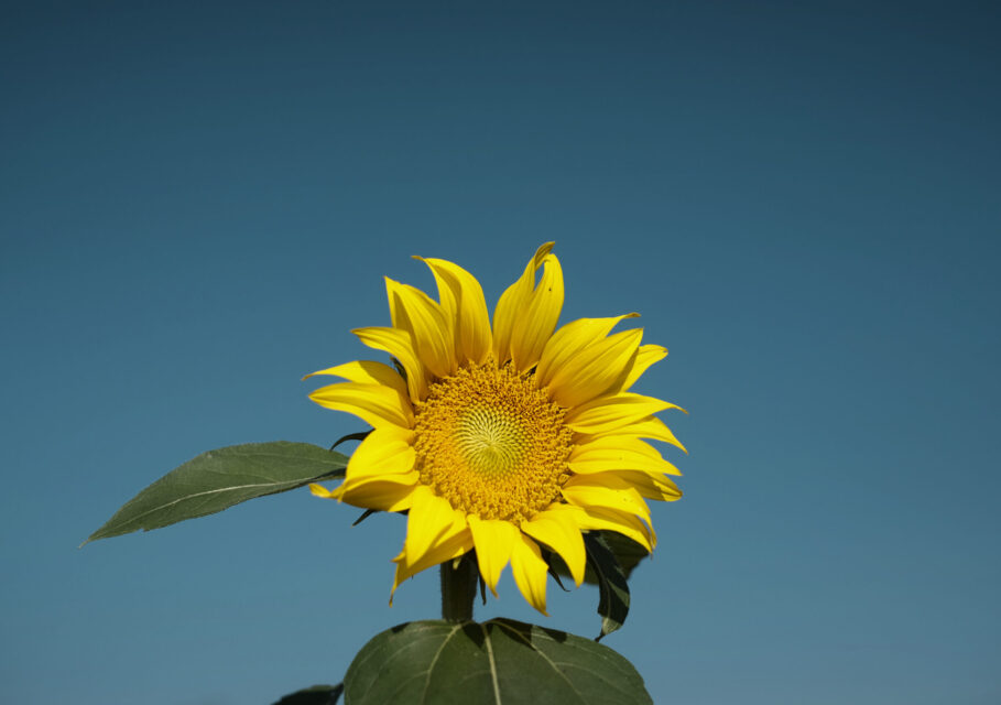nature-plant-sky-field-sunlight-leaf-seed-flower-petal-botany-yellow-flora-sunflower-macro-photography-flowering-plant-daisy-family-asterales-sunflower-seed-plant-stem-land-plant-1390143