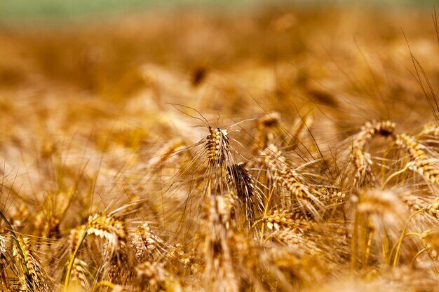 golden-rye-agricultural-field-summer-farming-growing-rye-harvesting-cereals_252085-20946