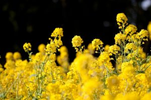 Flower,_Rapeseed_-_Flickr_-_nekonomania