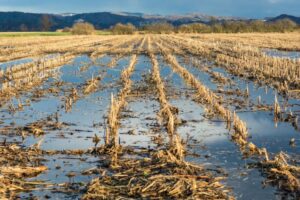 Flooded corn field after the harvest with clouds reflecting in the still water